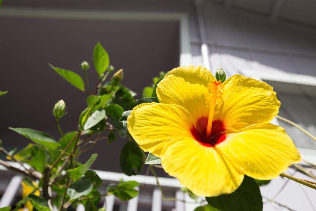The Dolphin Cottage At Kehena Beach Extérieur photo